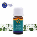 Absolute Aromas Jasmine absolute 2ml
